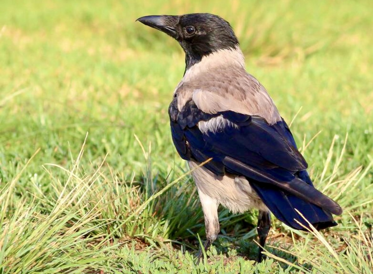 Hooded Crow - ML620325978