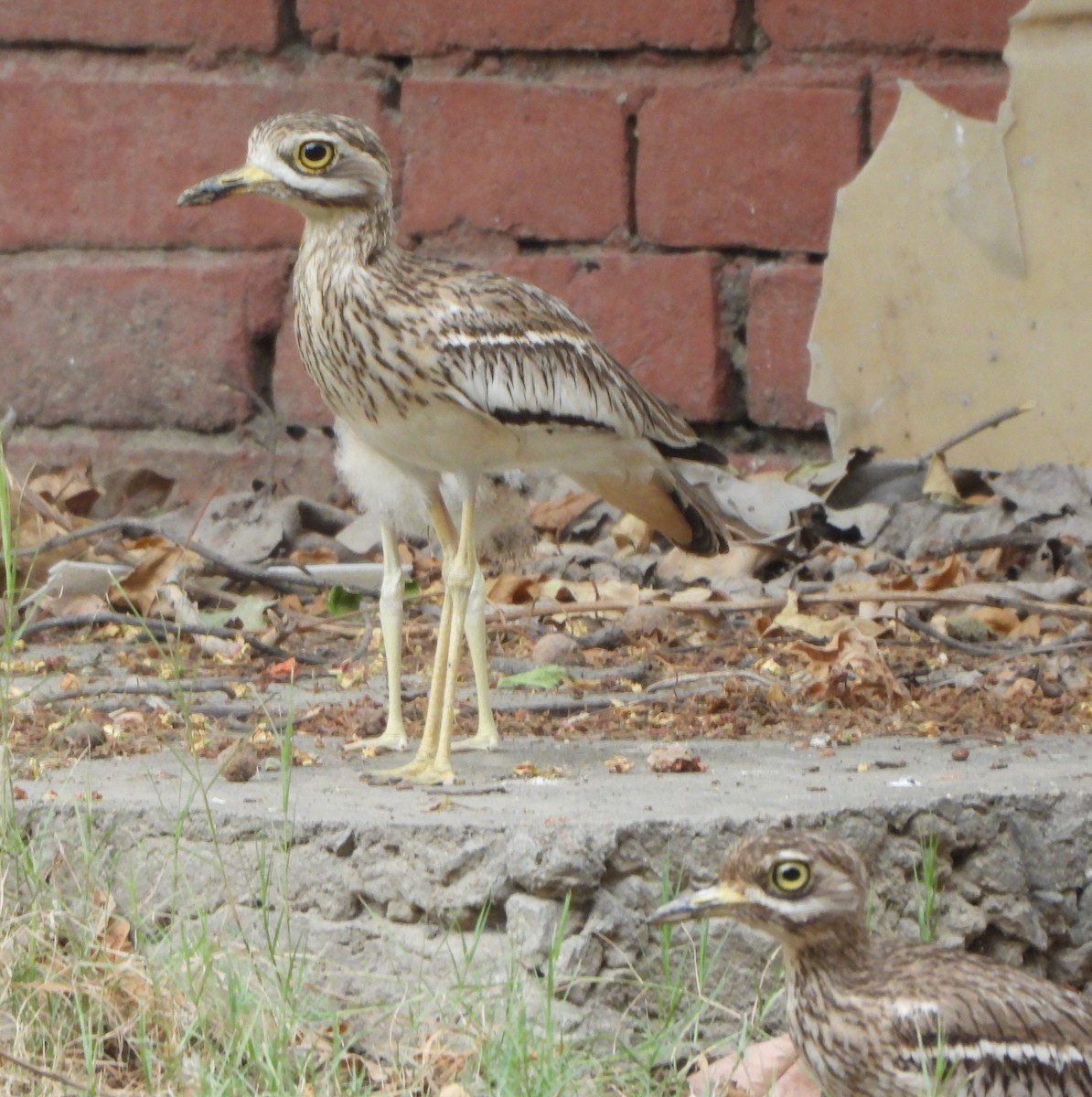 Indian Thick-knee - ML620325982