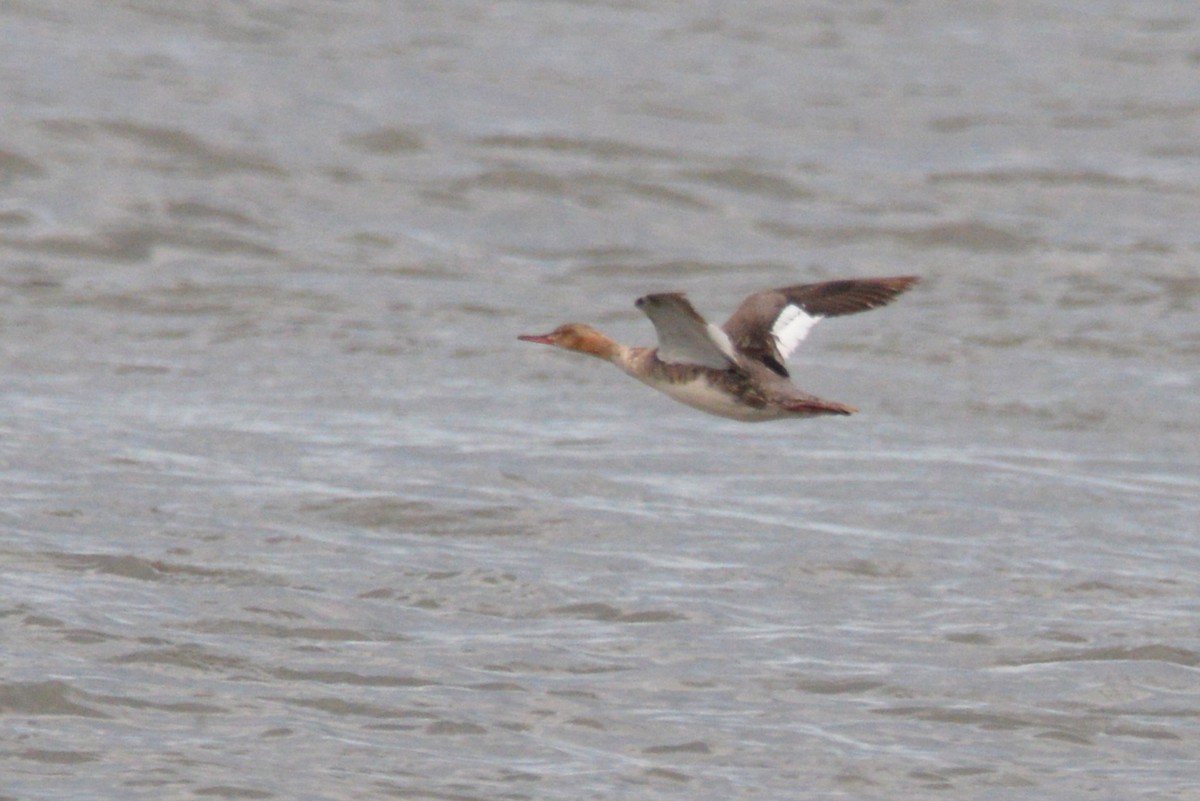 Red-breasted Merganser - ML620325984