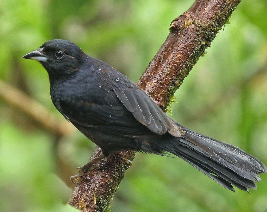 White-lined Tanager - ML620325986