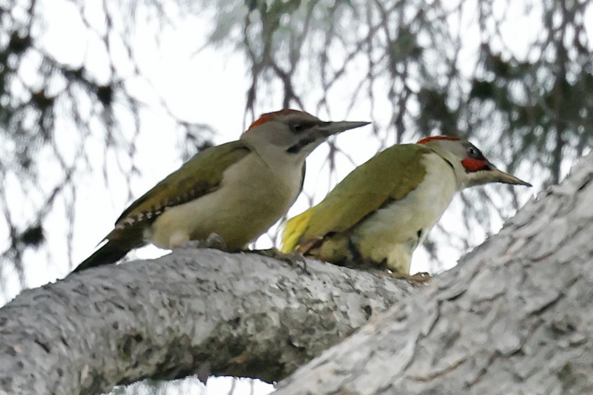 Iberian Green Woodpecker - ML620325987