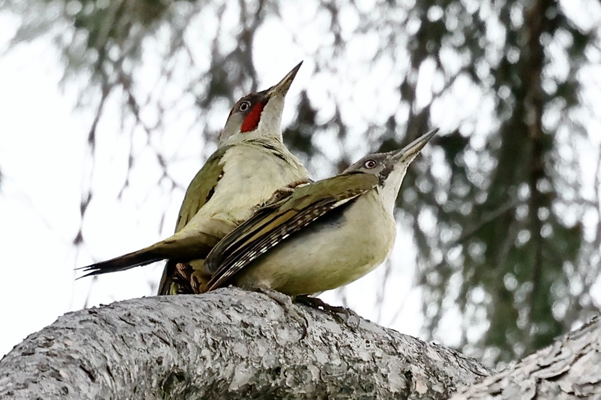 Iberian Green Woodpecker - ML620325988