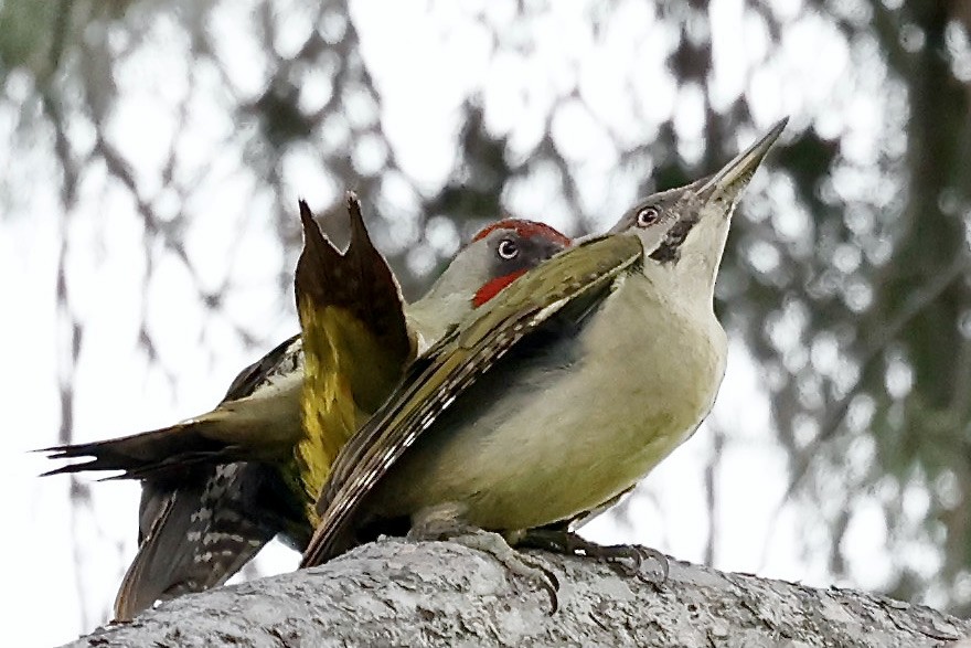 Iberian Green Woodpecker - ML620325989