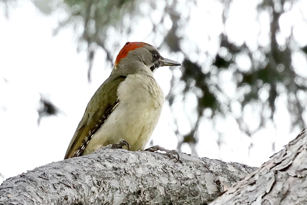 Iberian Green Woodpecker - ML620325990