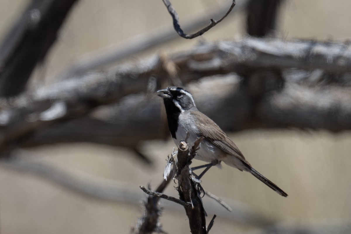 Black-throated Sparrow - ML620325998