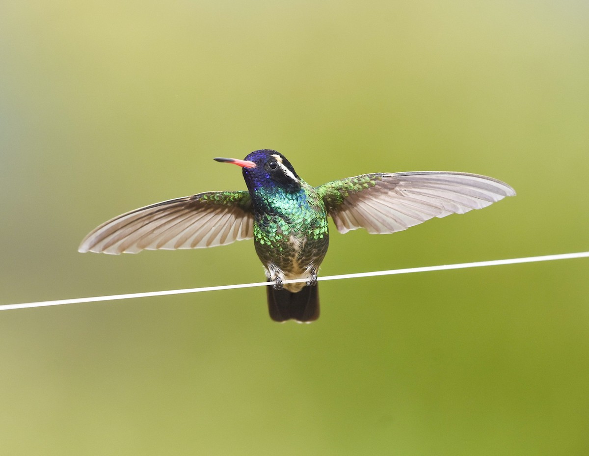 kolibřík bělouchý - ML620326002