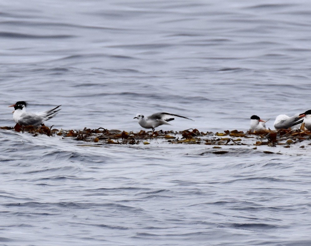 Sabine's Gull - ML620326004