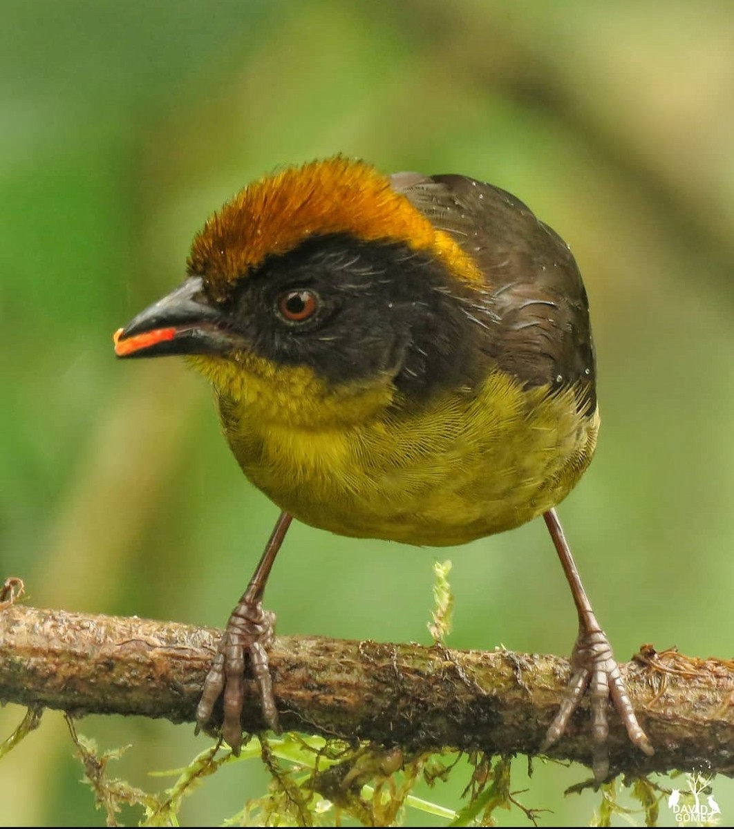 Tricolored Brushfinch - ML620326006