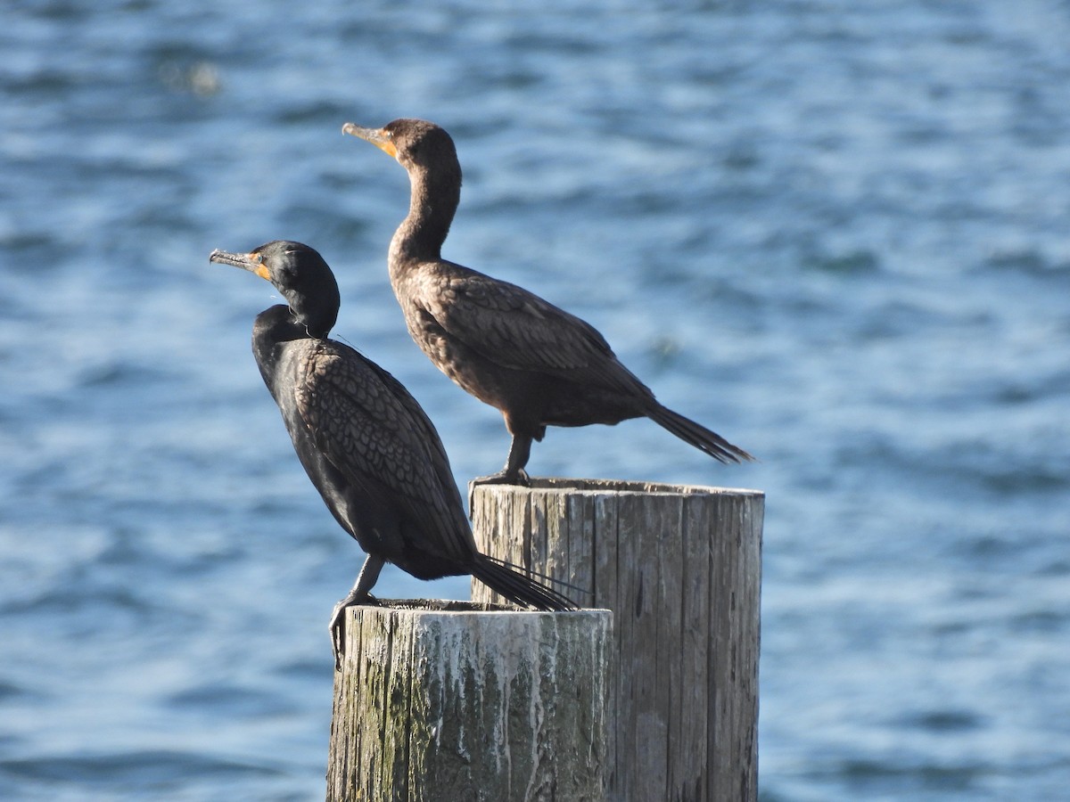 Double-crested Cormorant - ML620326014