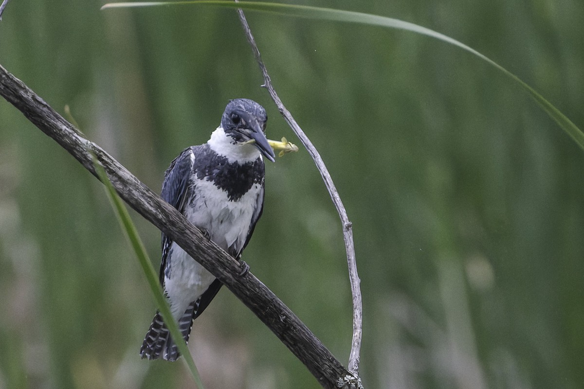 Belted Kingfisher - ML620326015