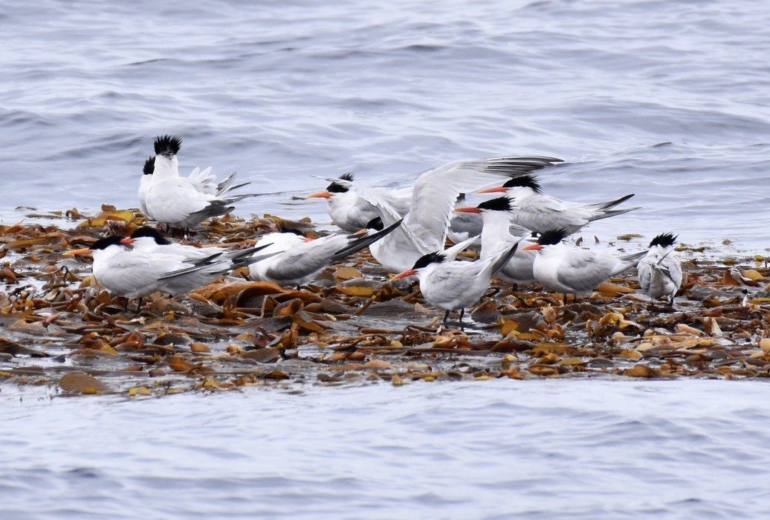 Elegant Tern - ML620326020