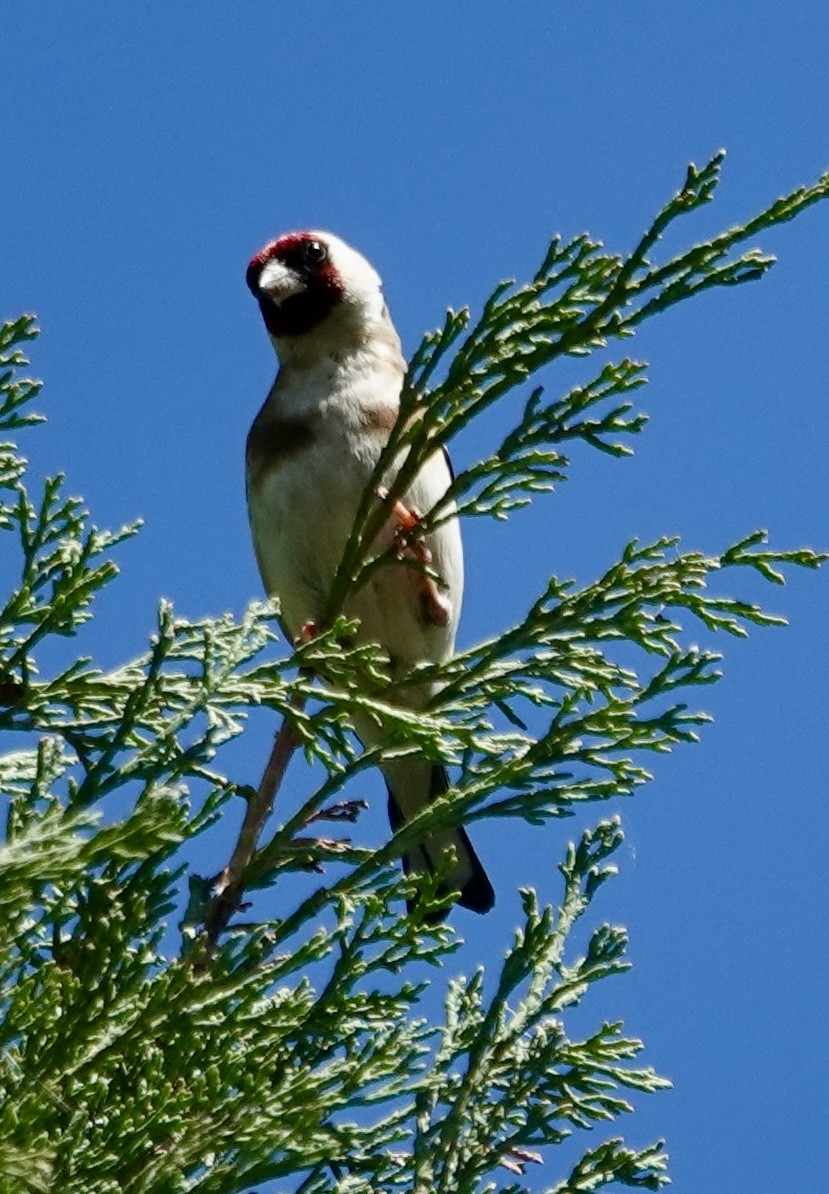 European Goldfinch - ML620326031