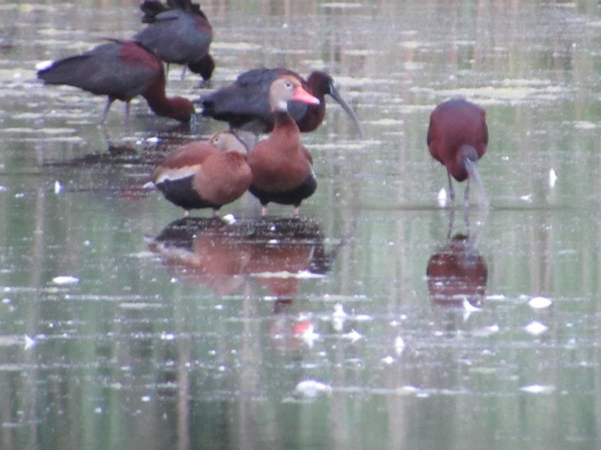 Black-bellied Whistling-Duck - ML620326034