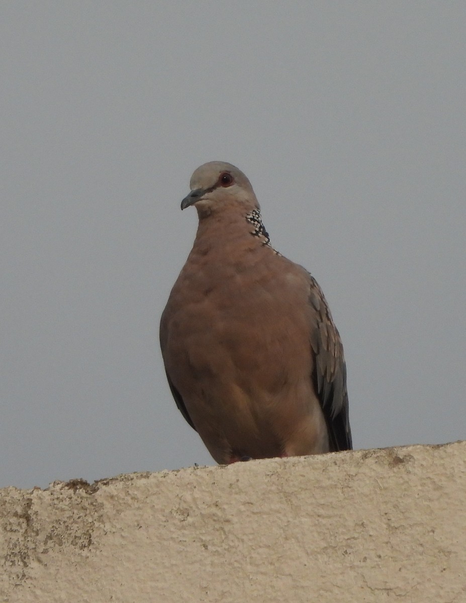 Spotted Dove - ML620326048