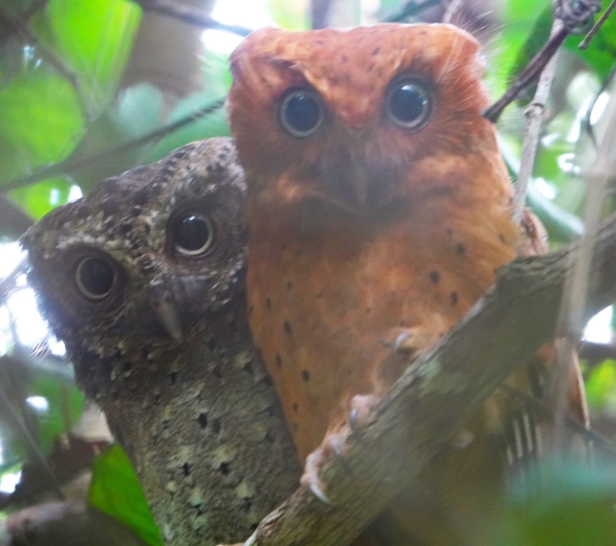 Sokoke Scops-Owl - ML620326055