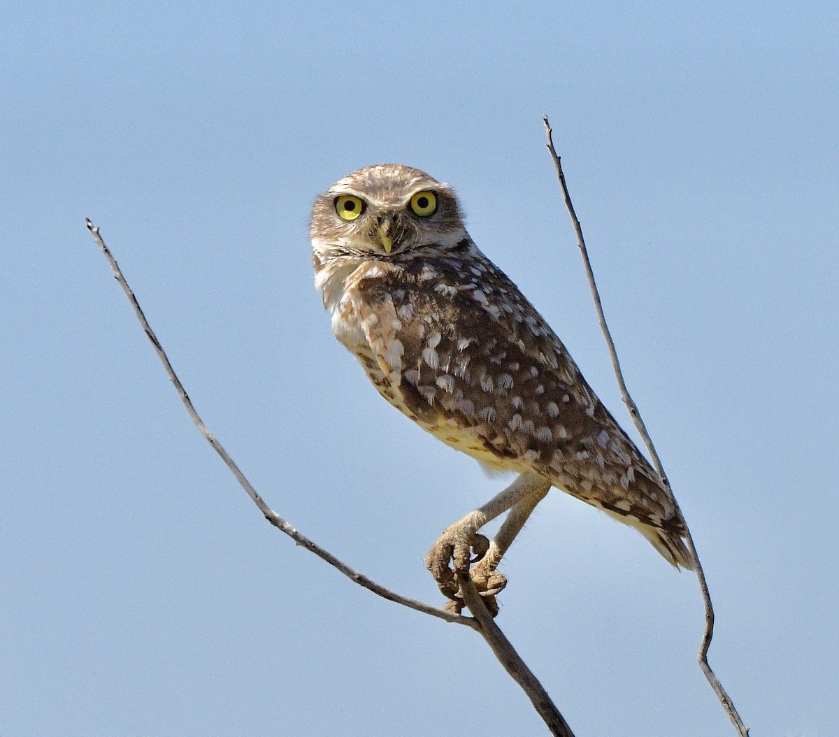 Burrowing Owl - ML620326071