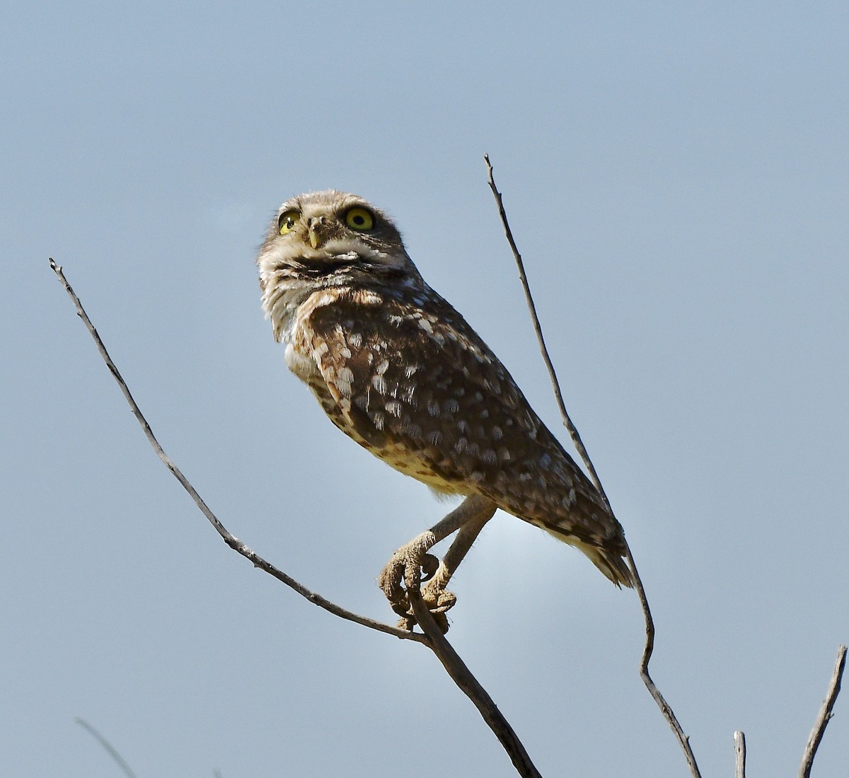 Burrowing Owl - ML620326072