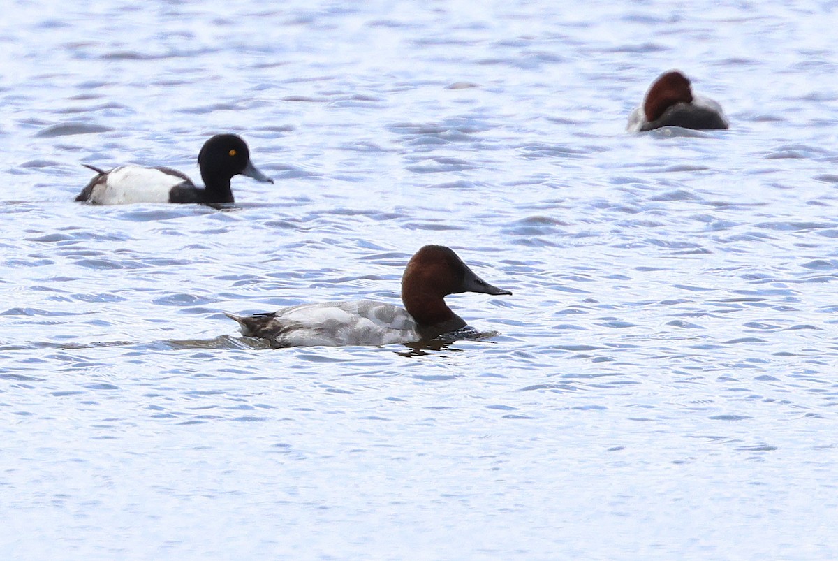 Canvasback - Zbigniew Kajzer