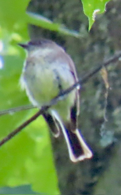 Eastern Phoebe - ML620326094