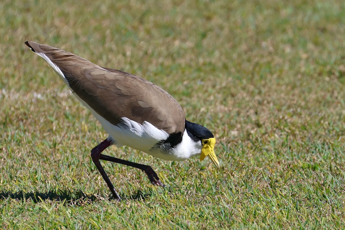 Masked Lapwing - ML620326095