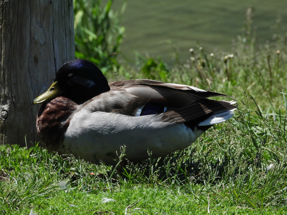 Canard colvert - ML620326108