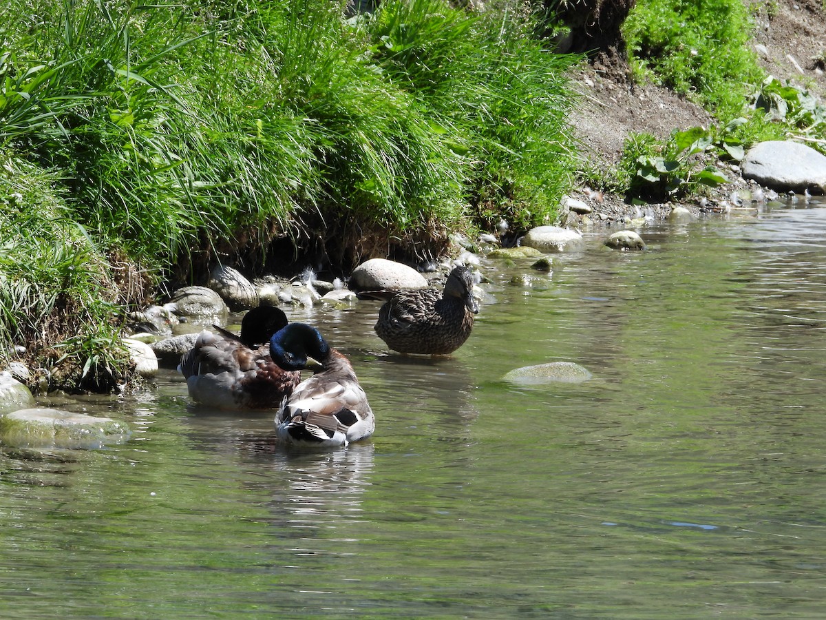 Canard colvert - ML620326111