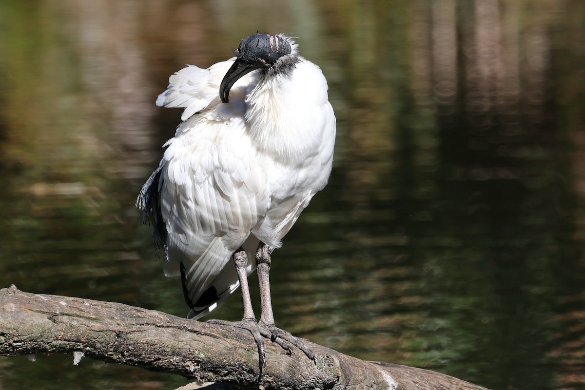 ibis australský - ML620326118