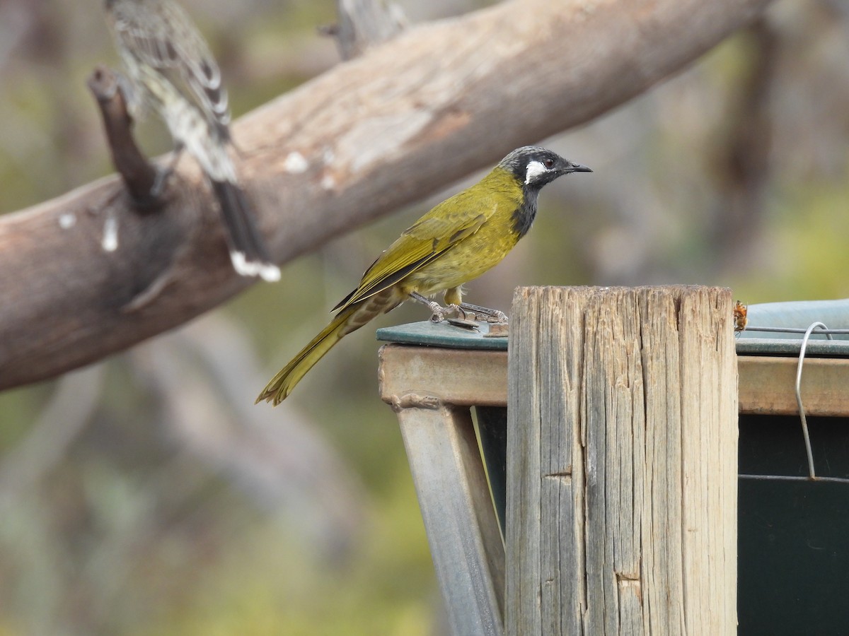 White-eared Honeyeater - ML620326119