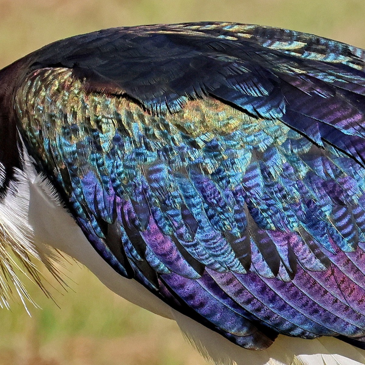 ibis slámokrký - ML620326123