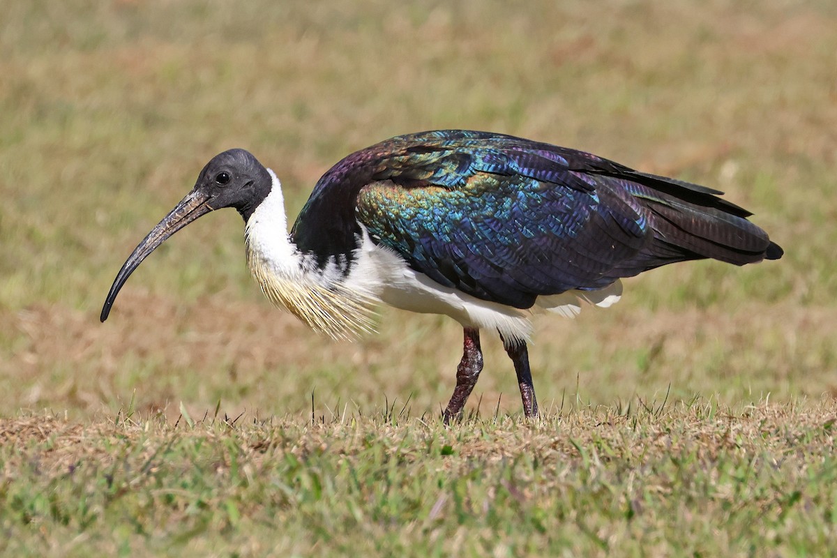 Straw-necked Ibis - ML620326128