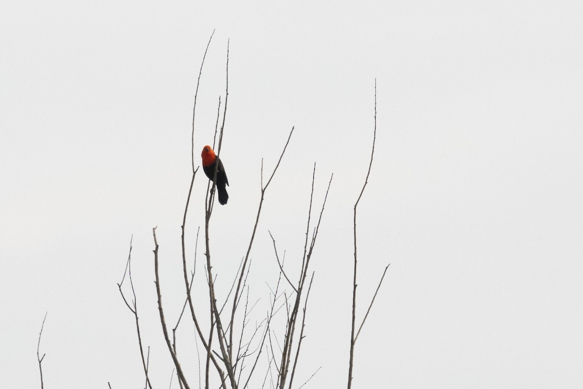 Scarlet-headed Blackbird - ML620326139