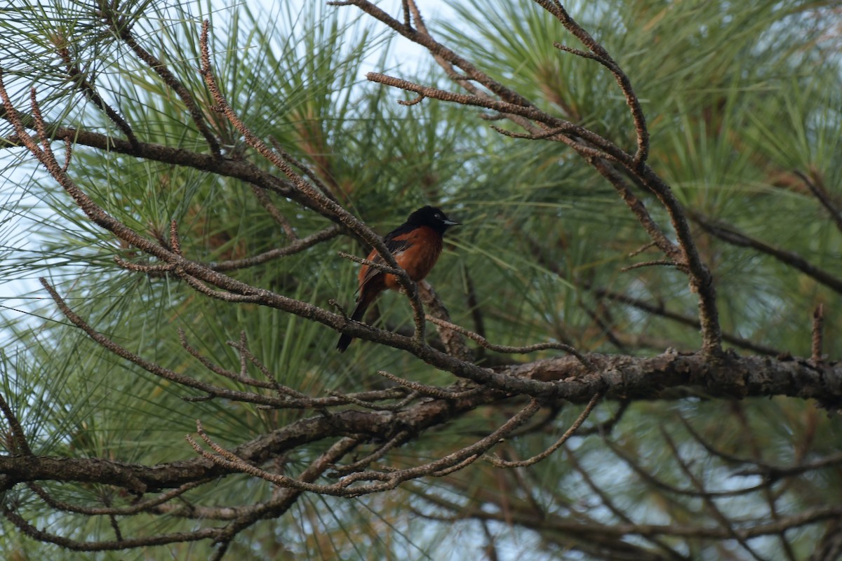 Orchard Oriole - ML620326151