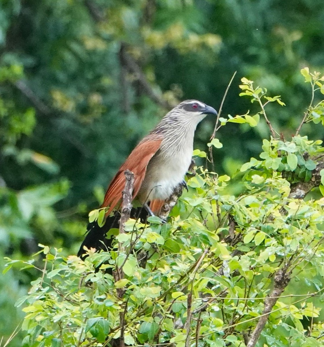 White-browed Coucal - ML620326171
