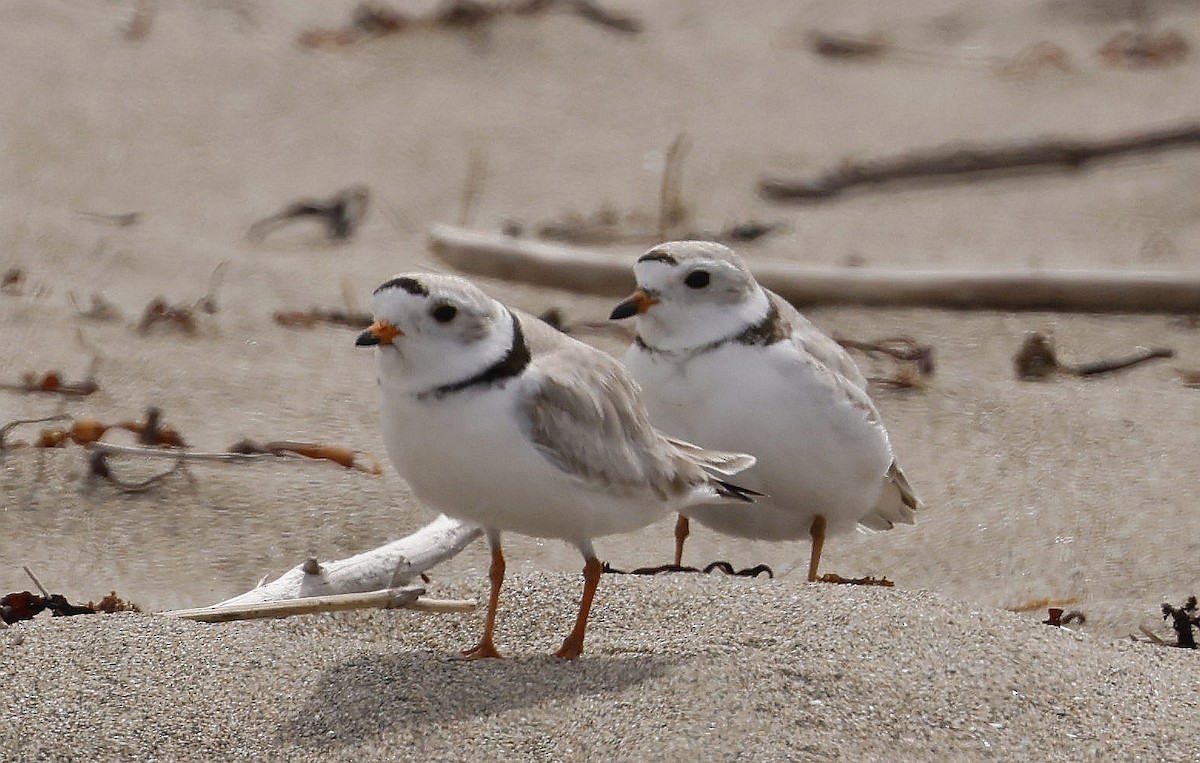 Piping Plover - ML620326176