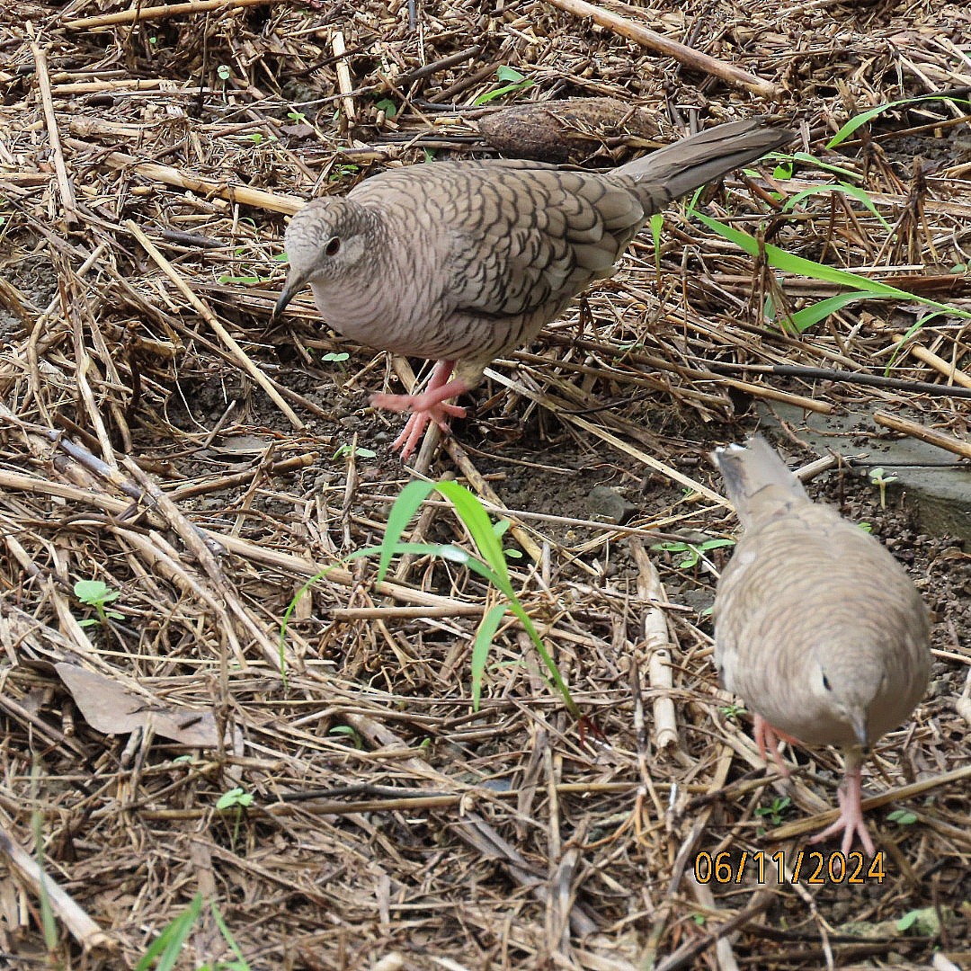 Inca Dove - ML620326177