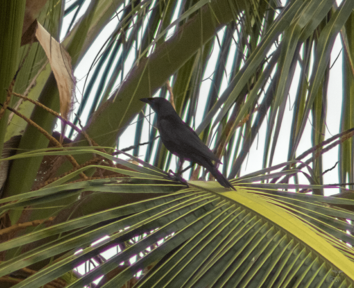 Cuban Blackbird - ML620326184