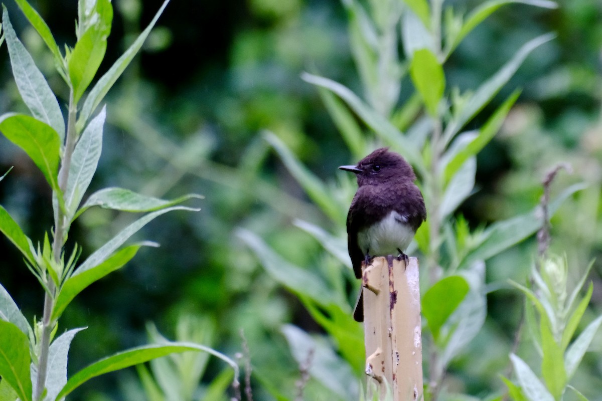 Black Phoebe - ML620326186