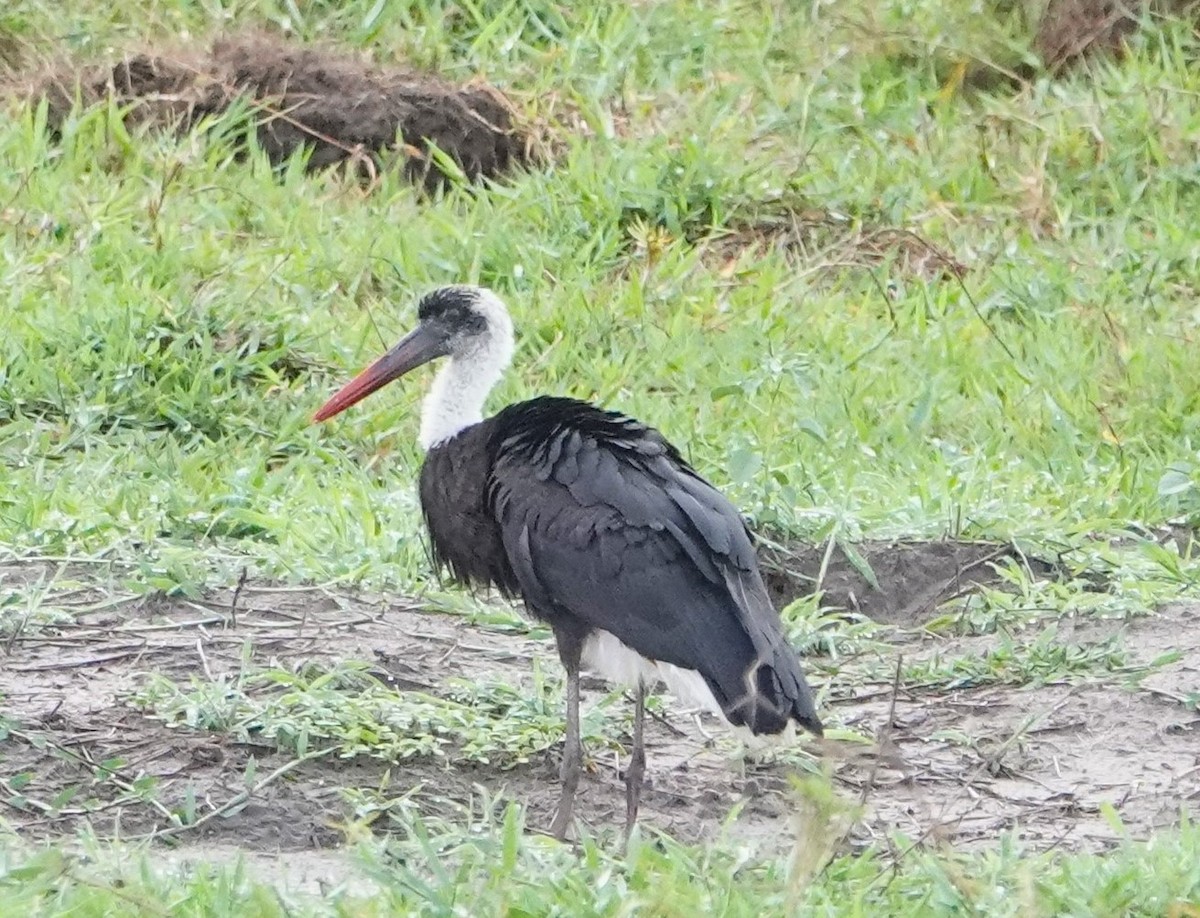 African Woolly-necked Stork - ML620326188