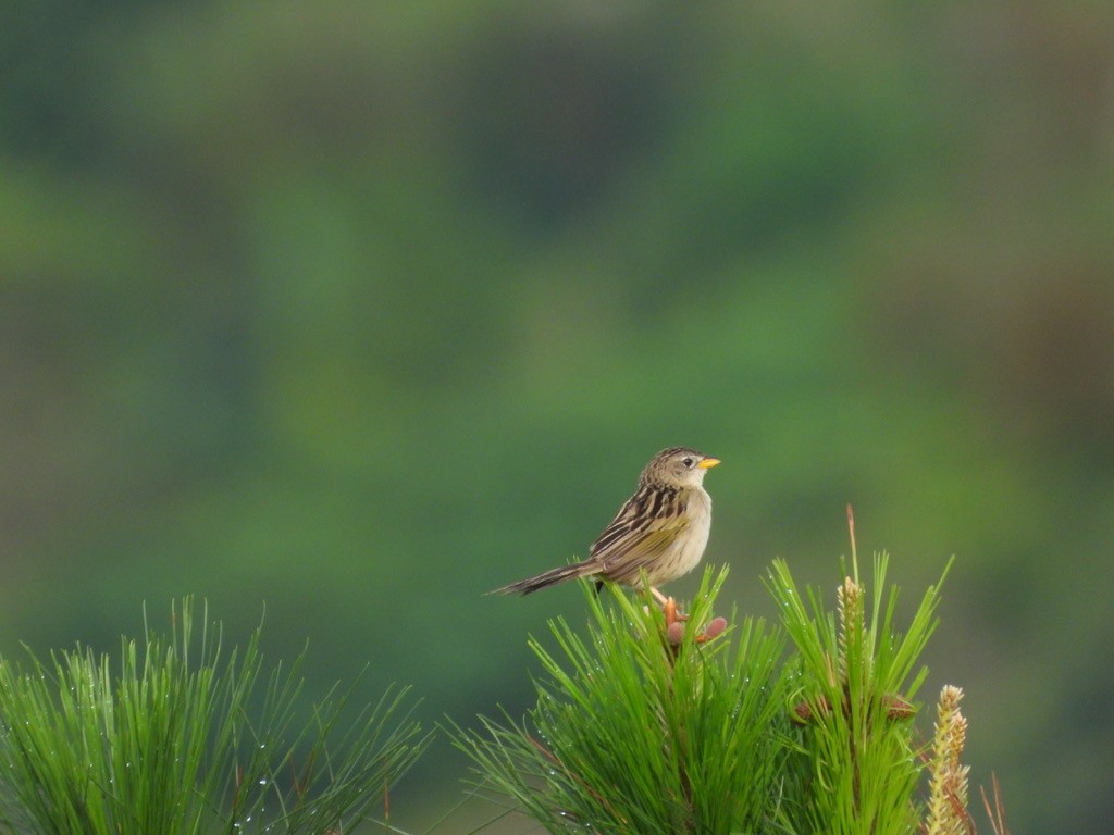 Wedge-tailed Grass-Finch - ML620326196