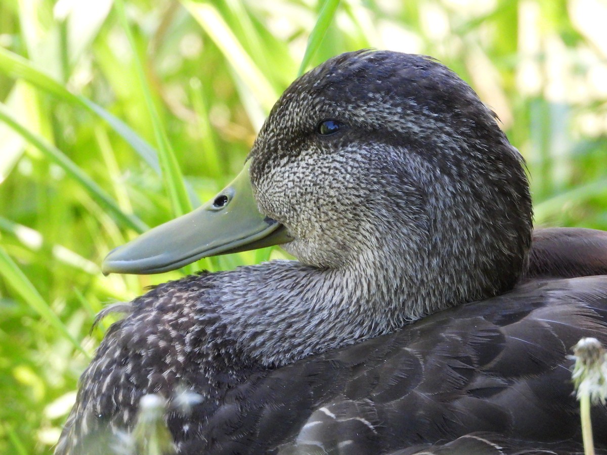 American Black Duck - ML620326206