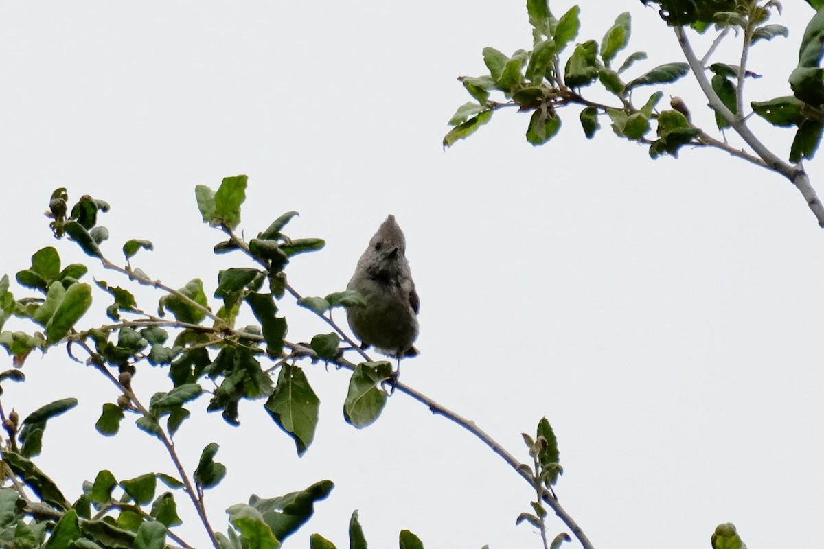 Oak Titmouse - Oliver Huang