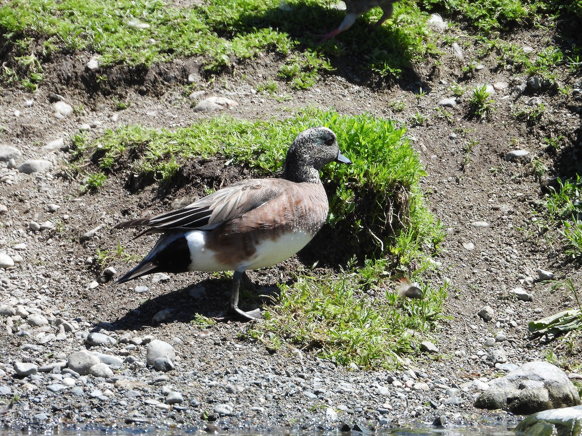 American Wigeon - ML620326224