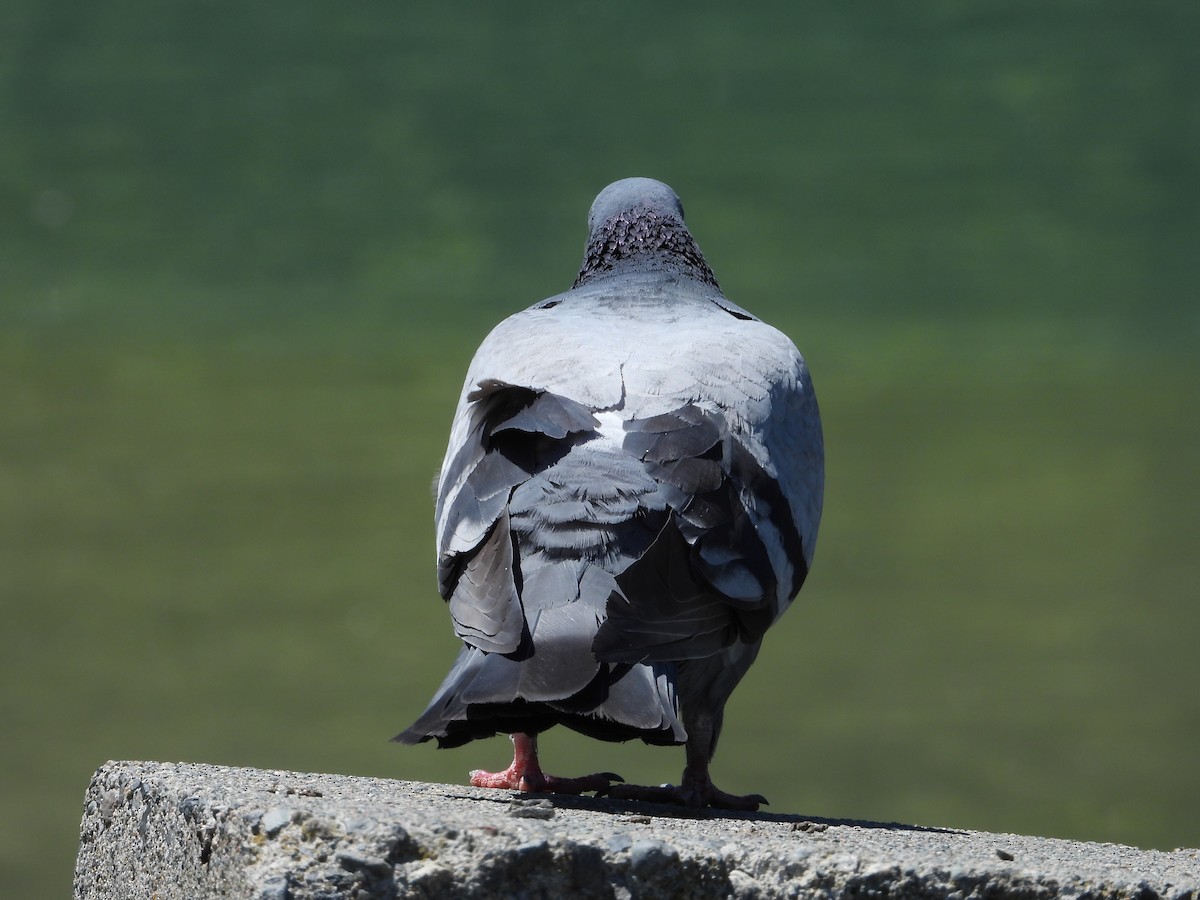 Pigeon biset (forme domestique) - ML620326235