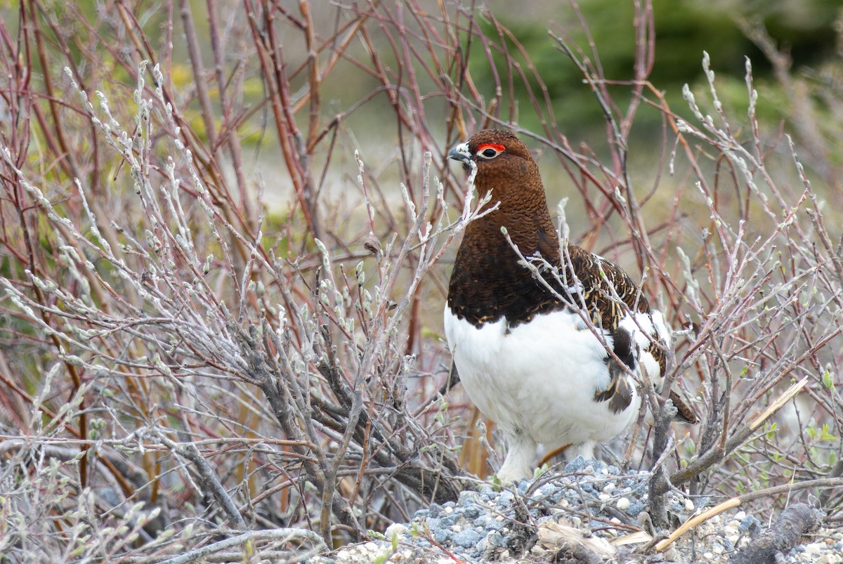 Willow Ptarmigan - ML620326236