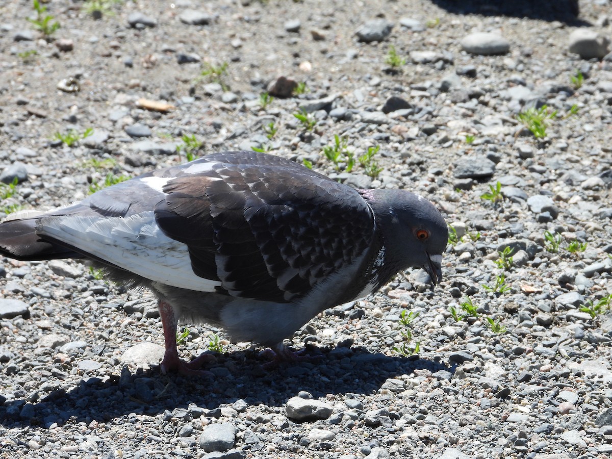 Rock Pigeon (Feral Pigeon) - ML620326237