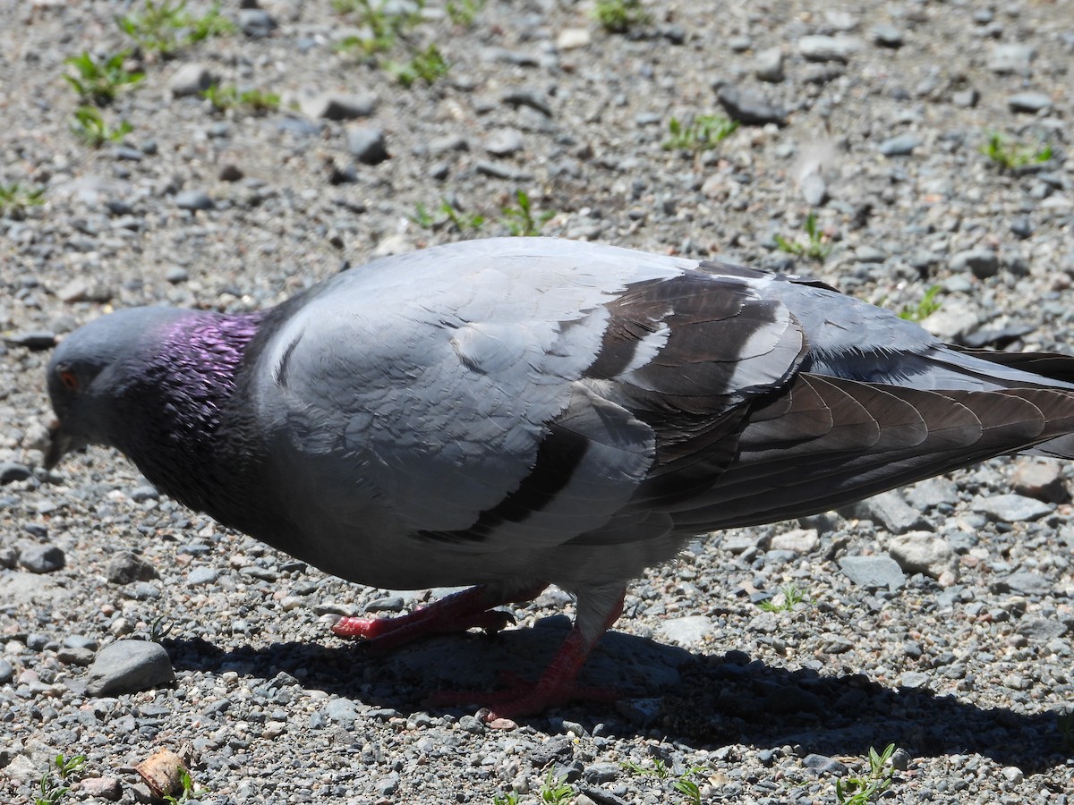 Сизый голубь (Одомашненного типа) - ML620326238