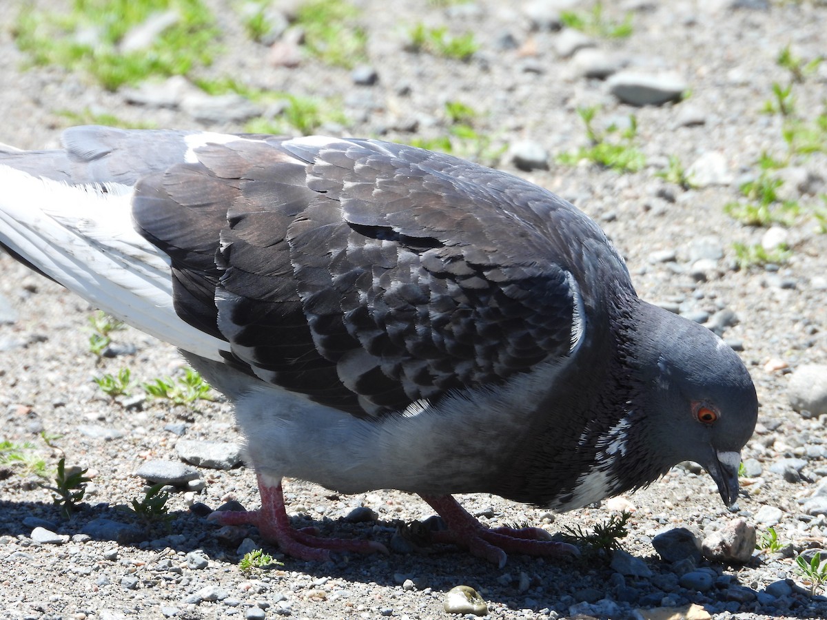 Rock Pigeon (Feral Pigeon) - ML620326239