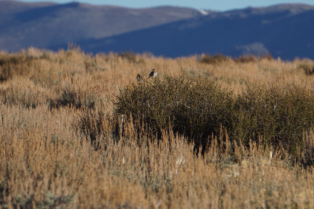 Brewer's Sparrow - ML620326242