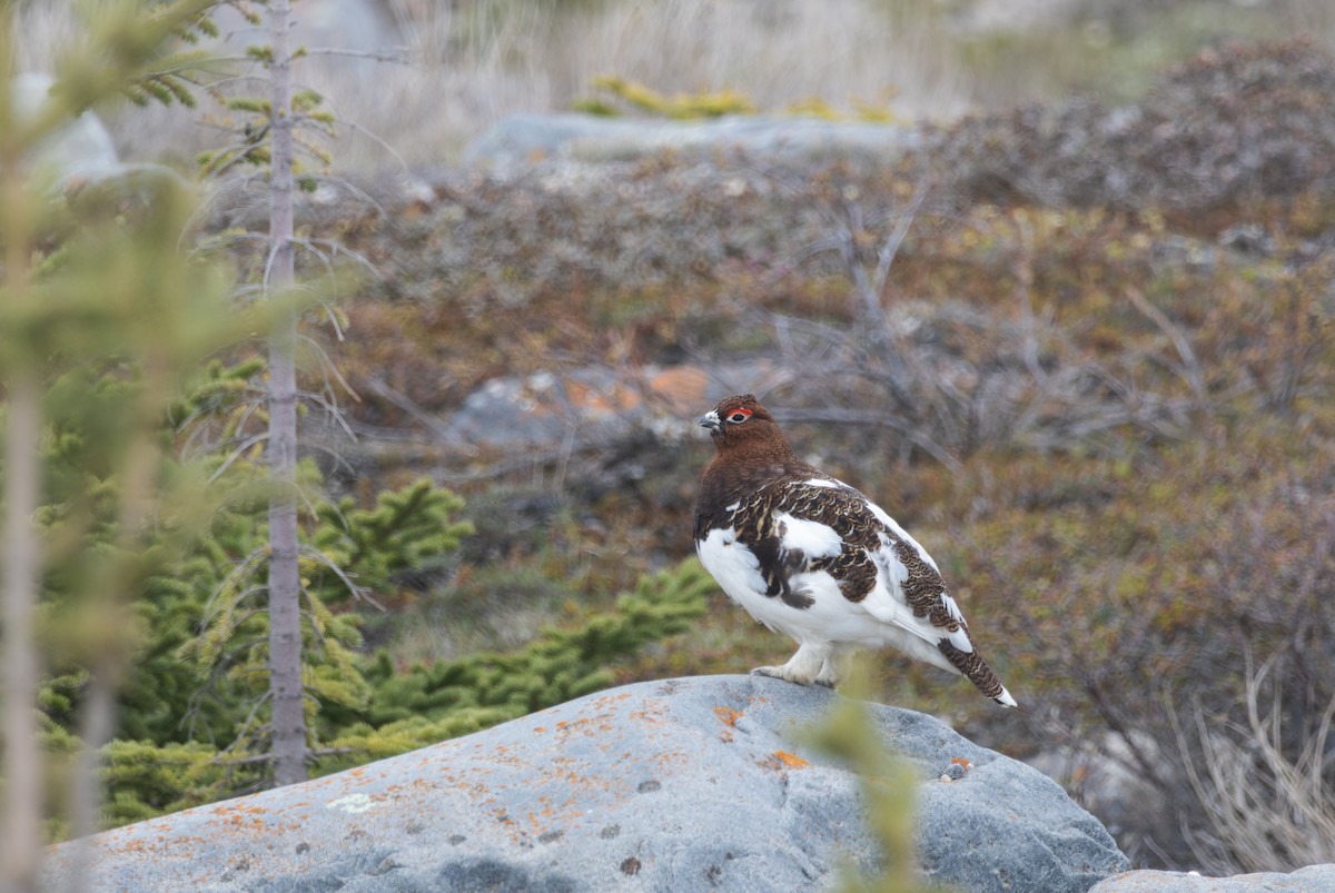 Willow Ptarmigan - ML620326244