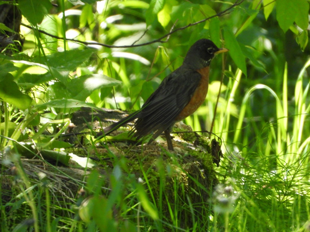 American Robin - ML620326248